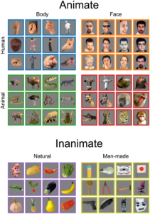 心灵阅读：使用人工神经网络预测从EEG Readings中看到的图像类别