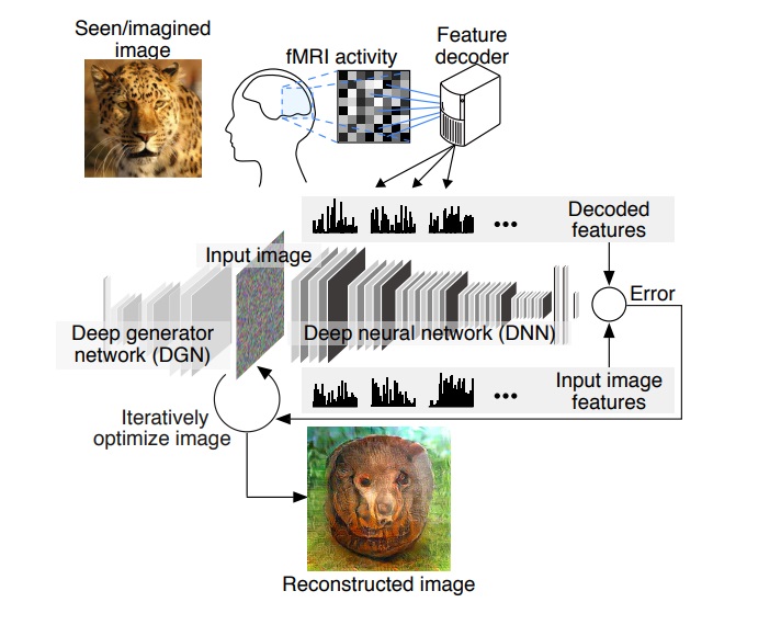 这个“读心术”的算法可以解读你大脑中的图像