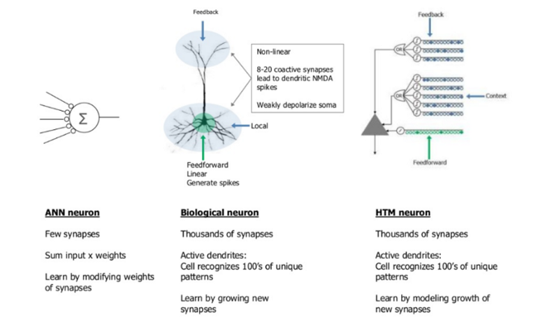 神经元比我们现在想象的更复杂!