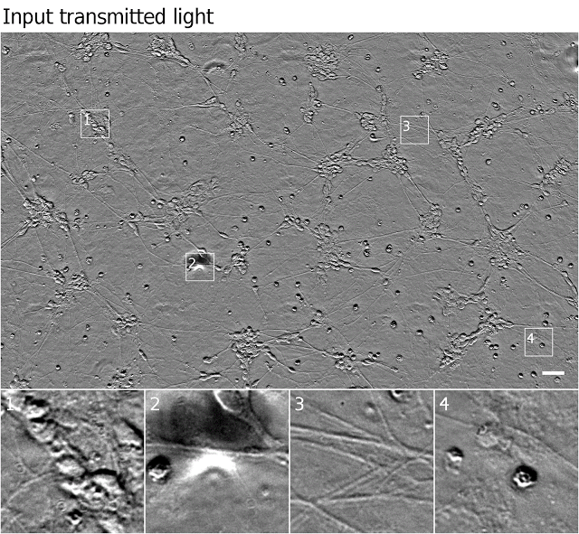 谷歌利用深度学习结合荧光标记，准确预估显微图像