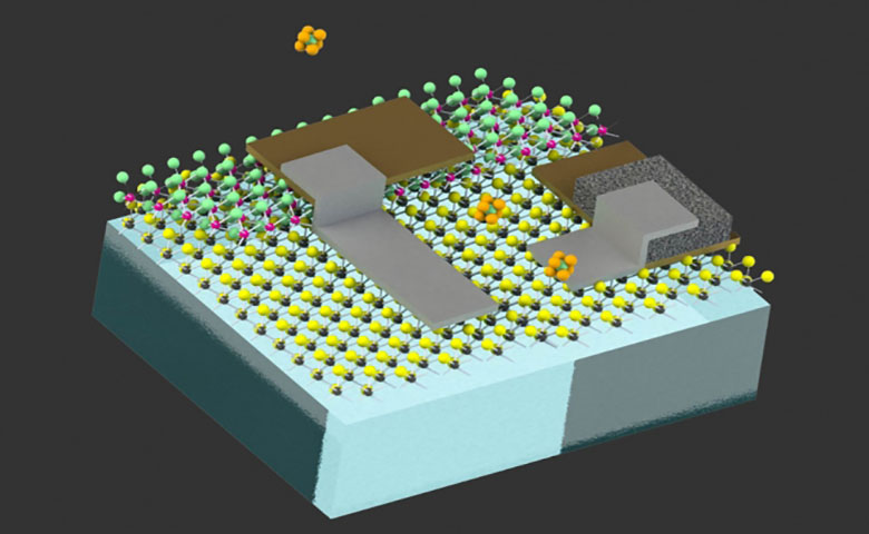 MIT新突破：细胞大小的微型机器人可以感知周围的环境