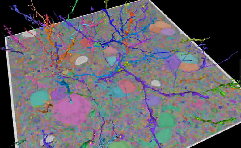 谷歌新突破：AI自动重构3D大脑神经地图，准确度提高一个数量级