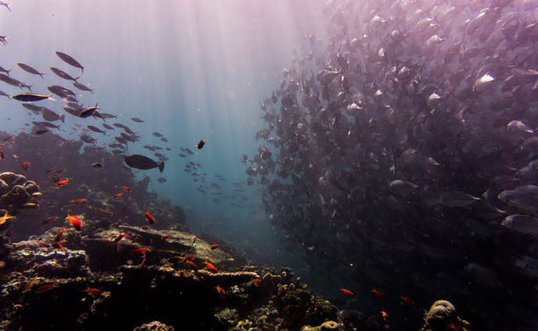 通过AI分类系统评估并保护珊瑚礁，维持海洋生态平衡