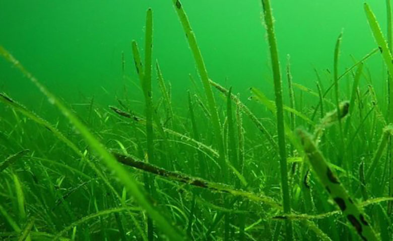 研究团队利用AI和无人机保护鳗草，维持海洋生态平衡