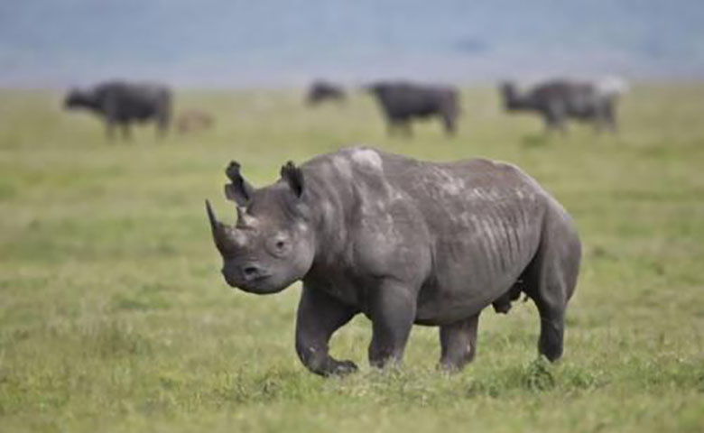 AxxonSoft利用AI技术准确分辨动物和人类，保护南非的犀牛