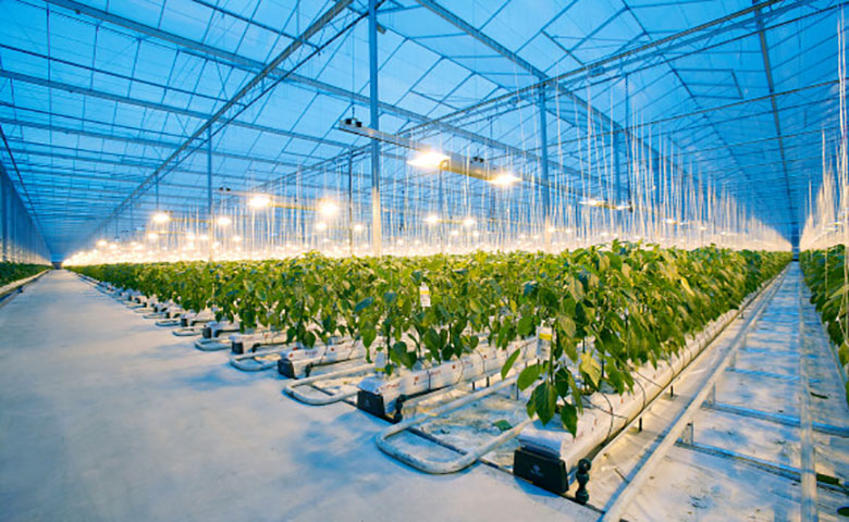 自动温室哪家强？微软，英特尔和腾讯纷纷加入黄瓜种植竞赛