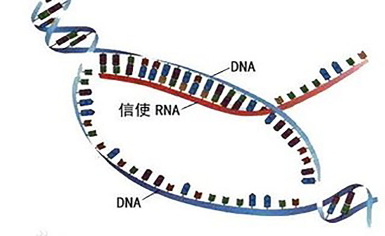 AI系统可以学习设计用于研究的RNA分子