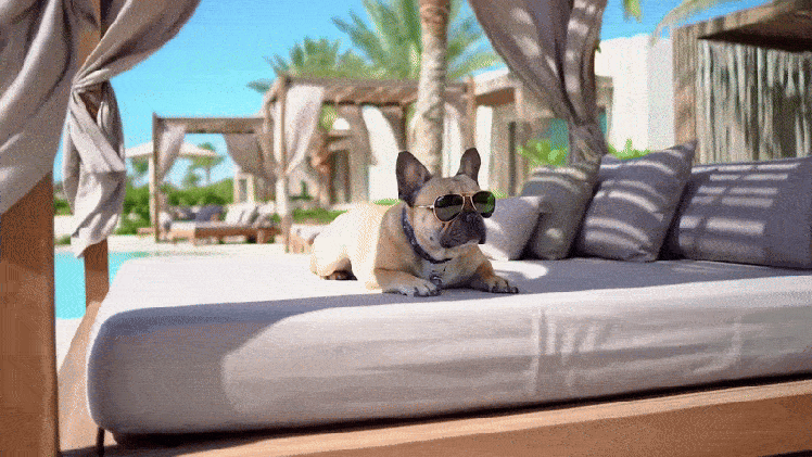 dog-veo-2